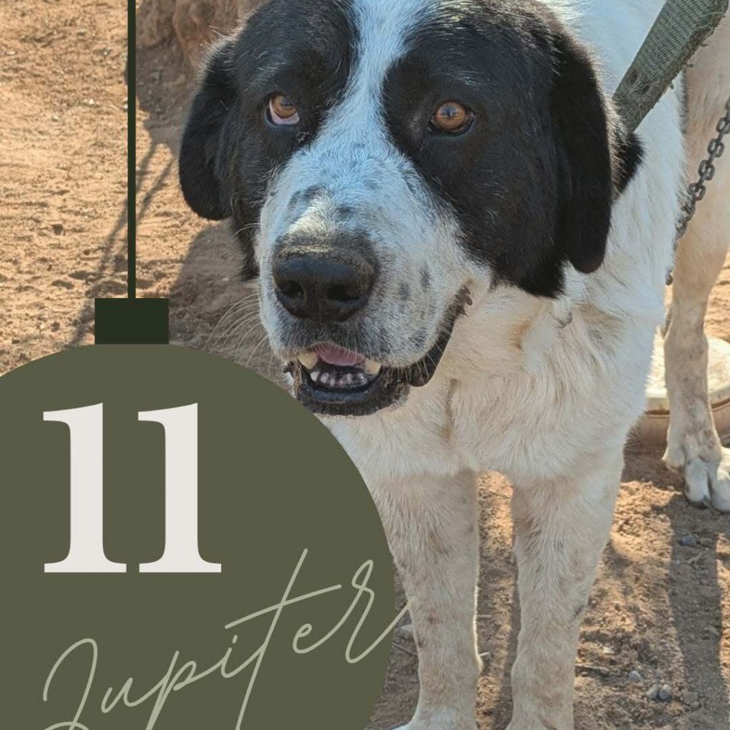 Adventskalender 25 Tür 11 geöffnet