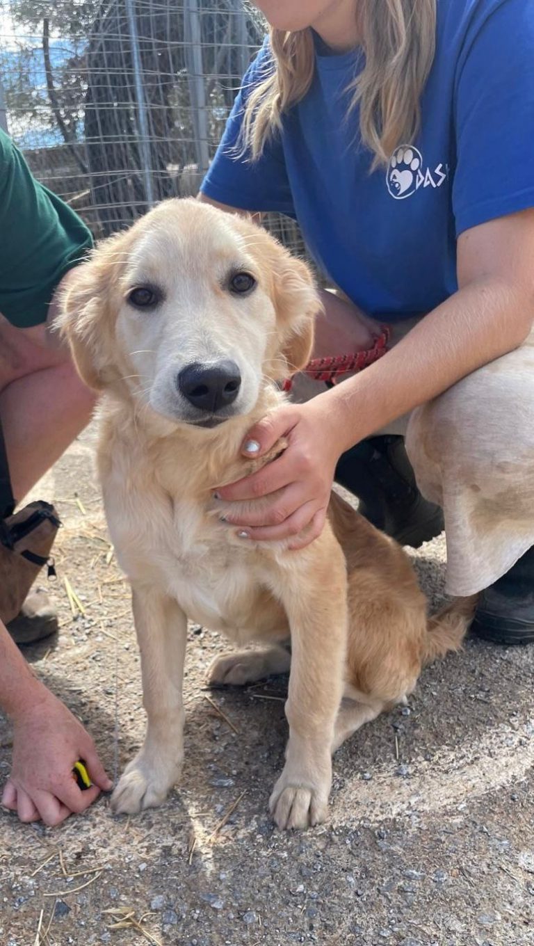 Christy - Vermittlungshund