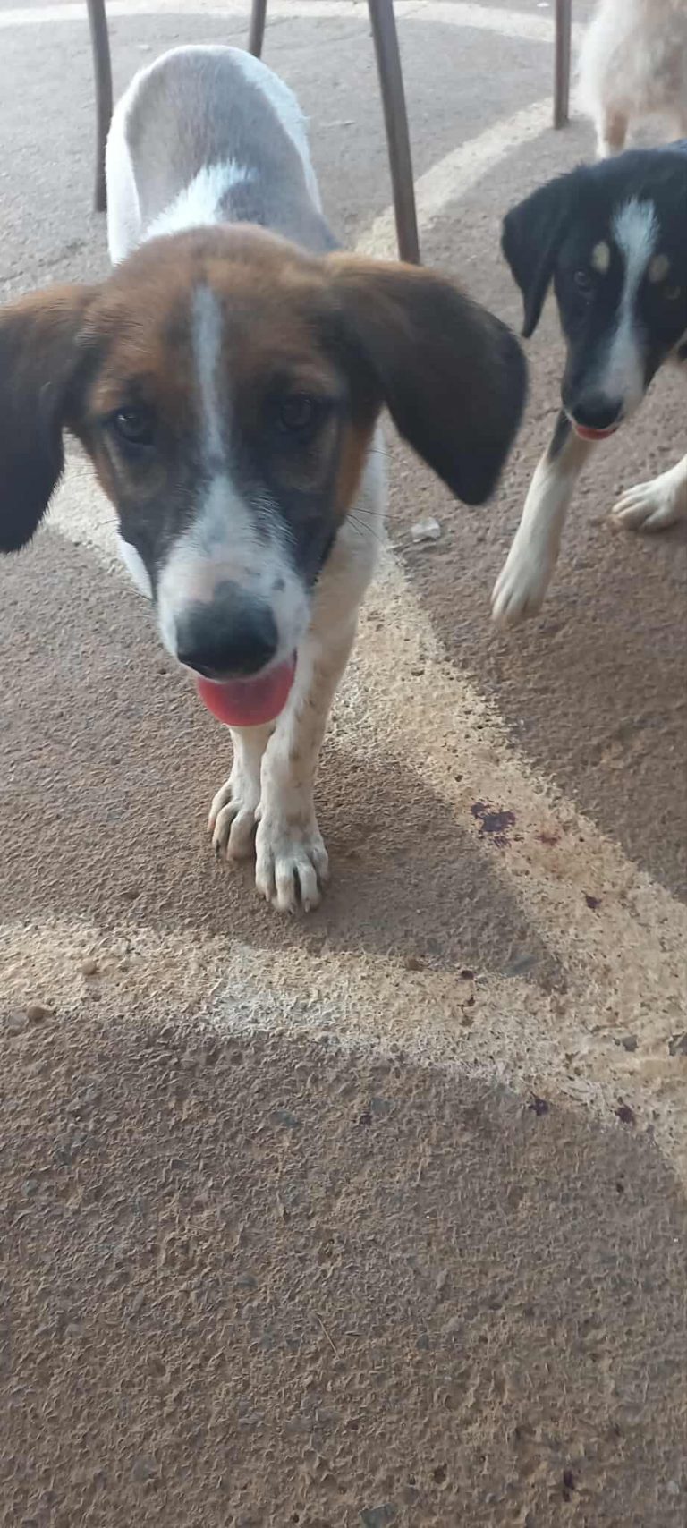 521414230_1239728617363689_4744700630189721609_n