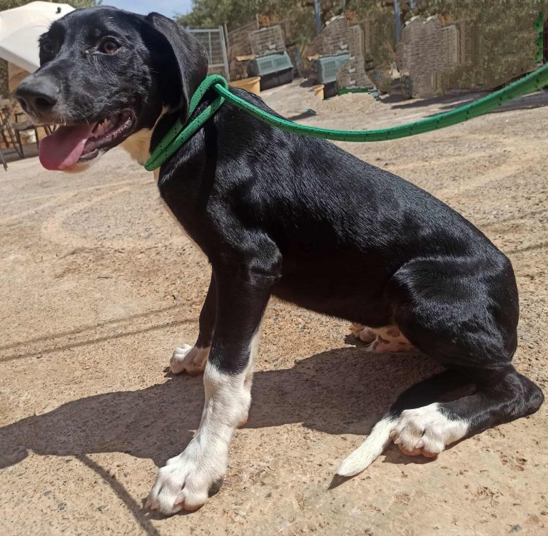 Harry - Vermittlungshund