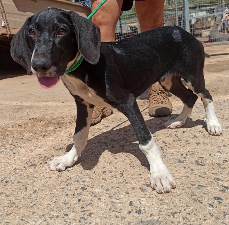 Henry - Vermittlungshund