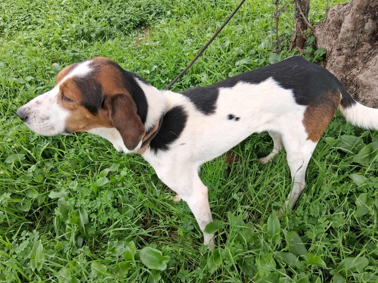 Title - Vermittlungshund