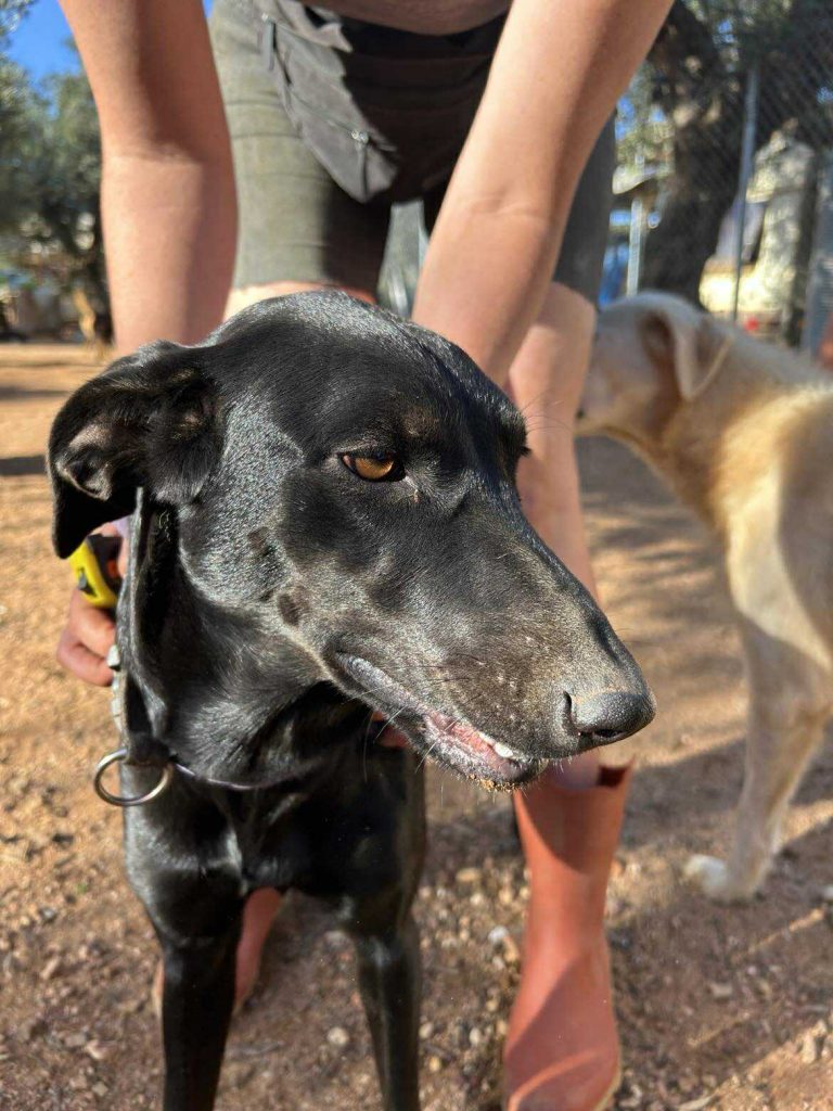 Shadow - Vermittlungshund