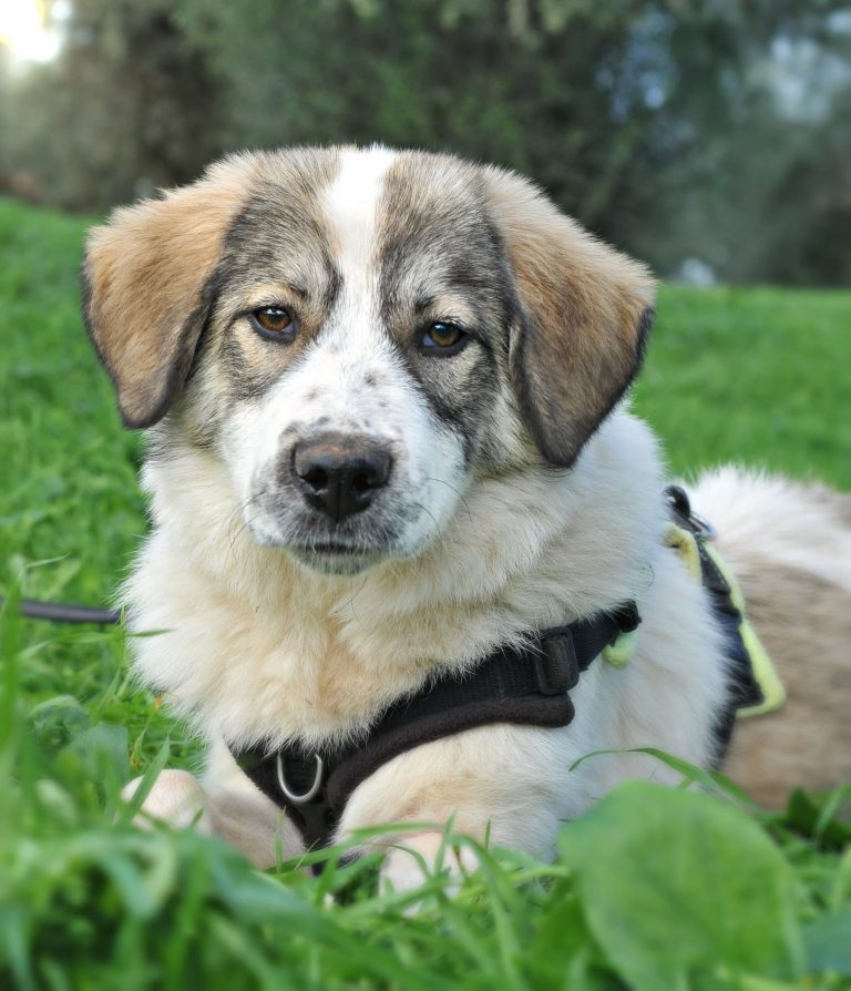 Gale - Vermittlungshund