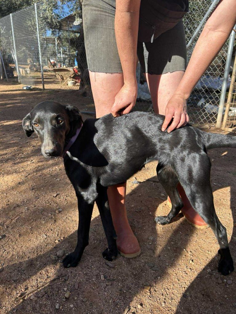 Shadow - Vermittlungshund