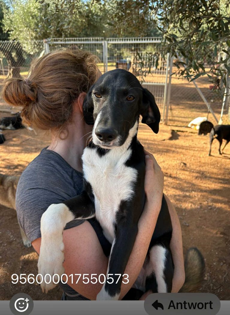 Henry - Vermittlungshund