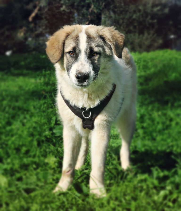 Peeta - Vermittlungshund