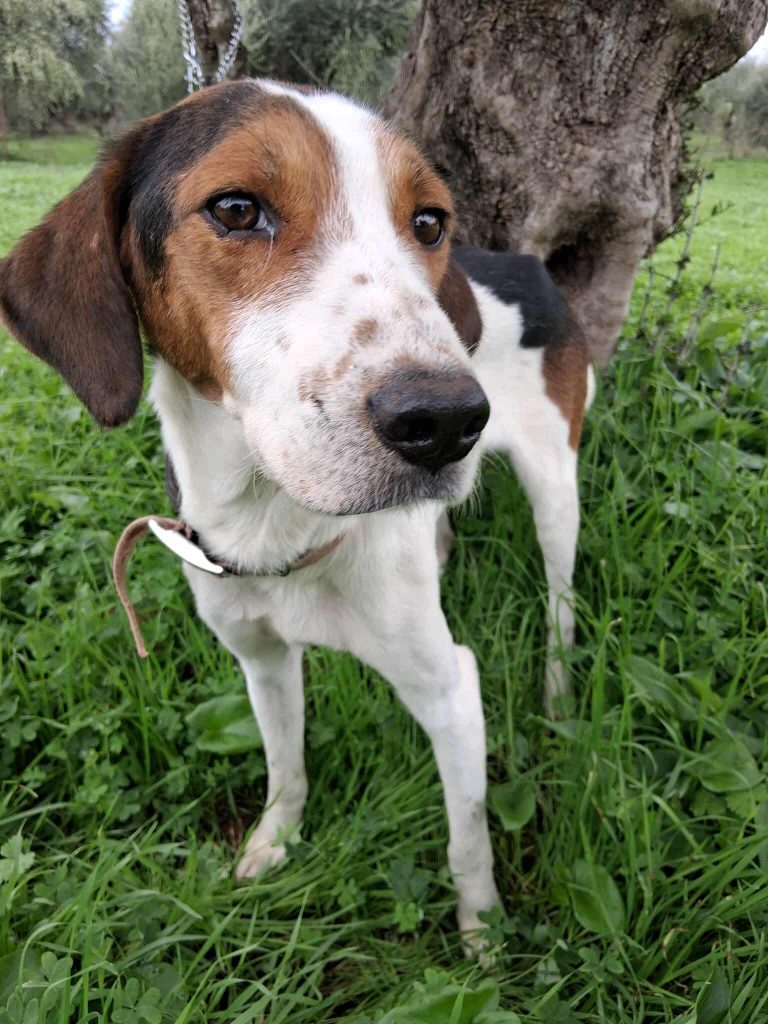 Title - Vermittlungshund