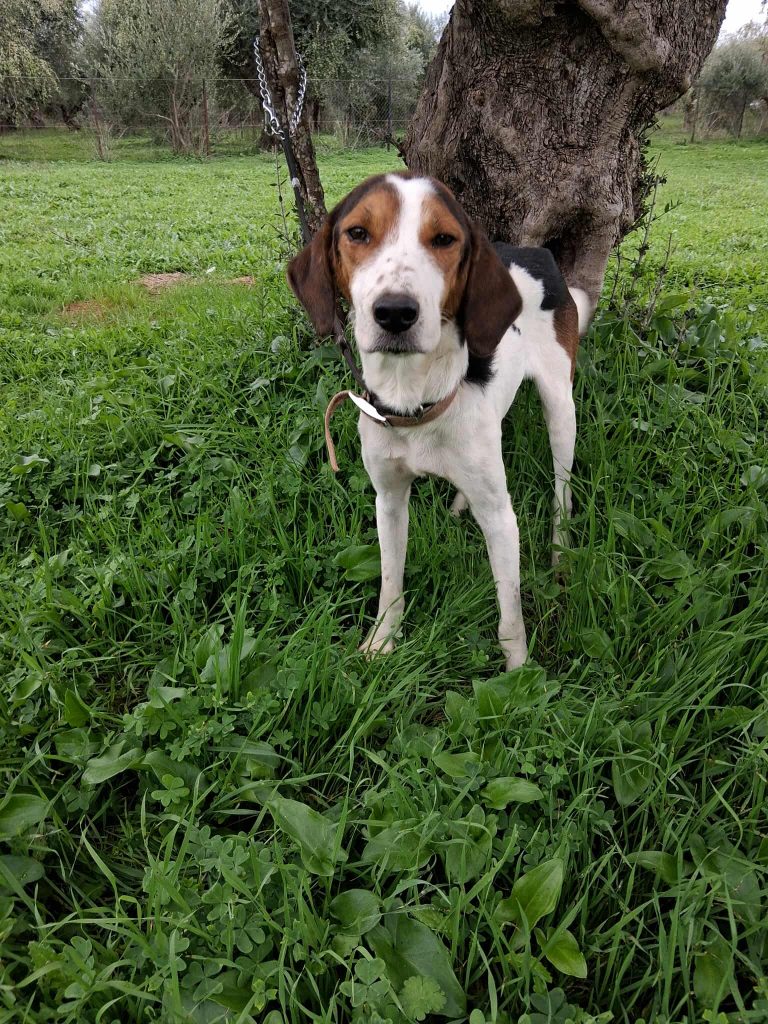 Title - Vermittlungshund