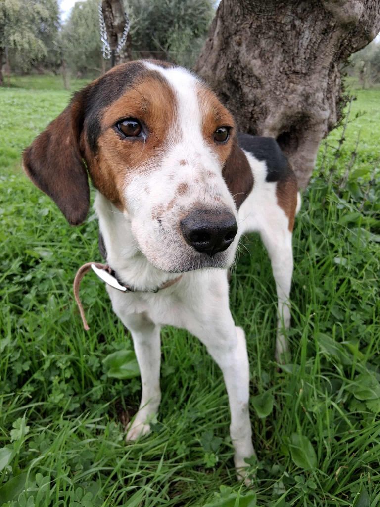 Title - Vermittlungshund