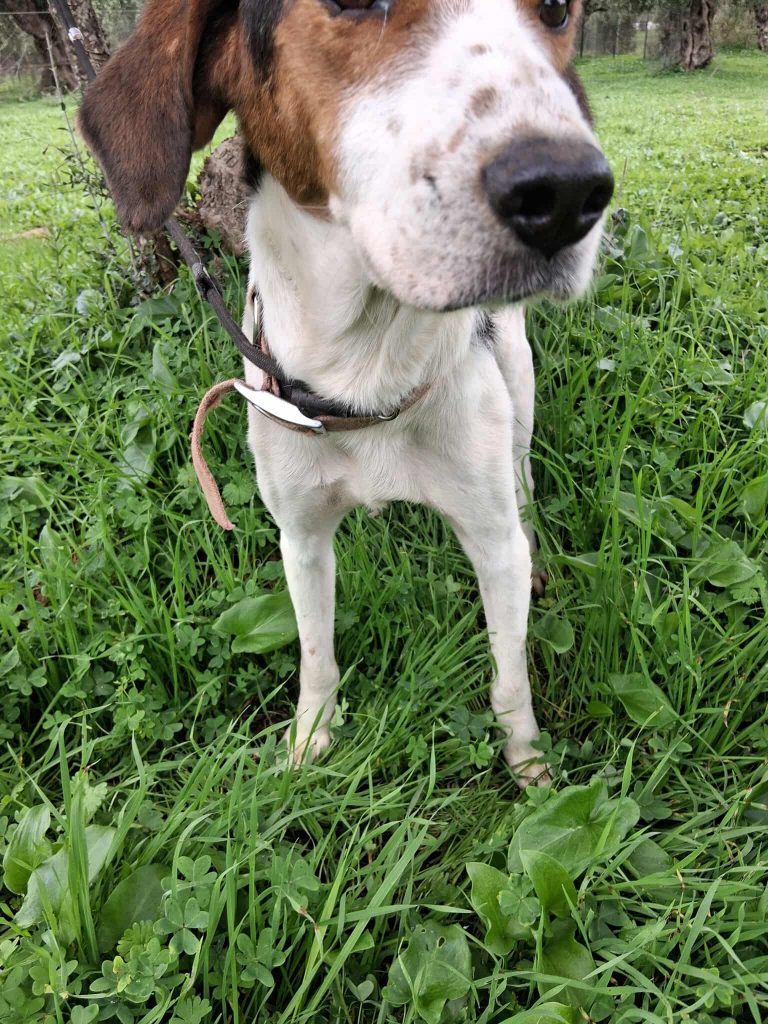 Title - Vermittlungshund