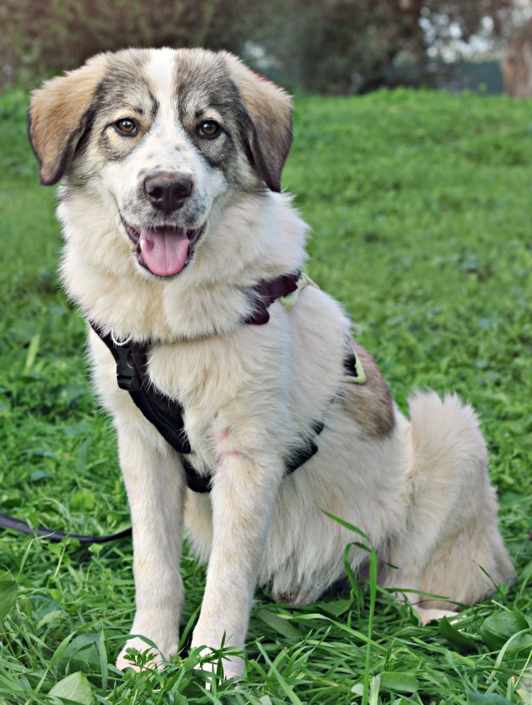 Gale - Vermittlungshund