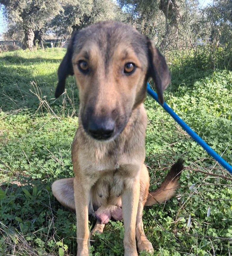 Cindy - Vermittlungshund