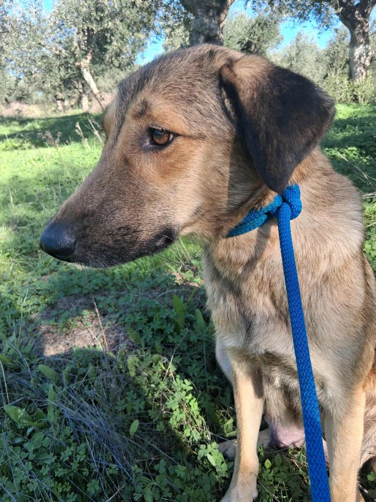 Cindy - Vermittlungshund