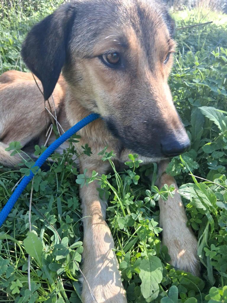 Cindy - Vermittlungshund