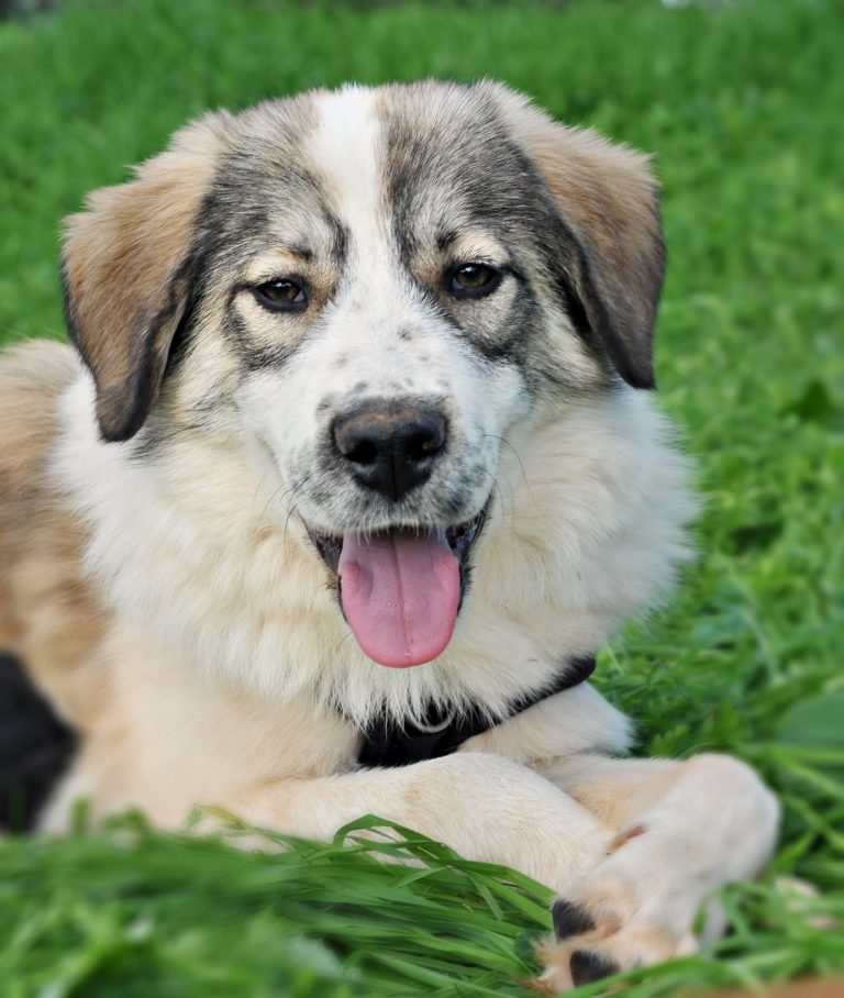 Gale - Vermittlungshund