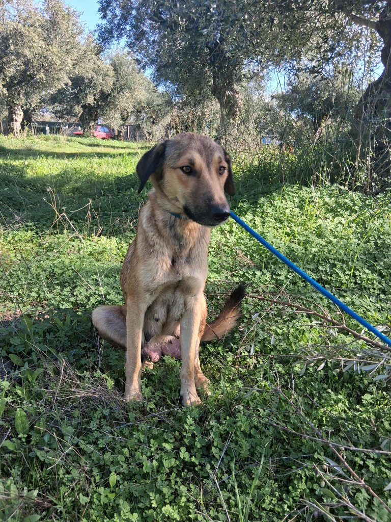 Cindy - Vermittlungshund