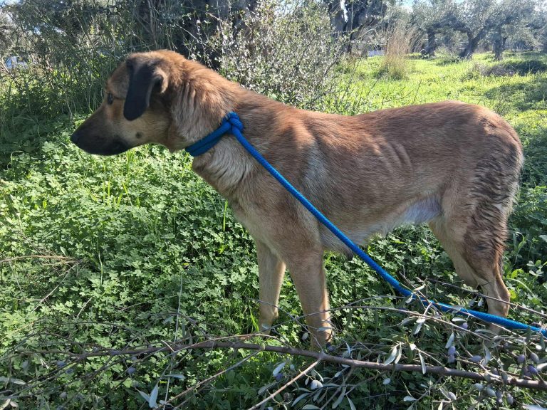 Cindy - Vermittlungshund