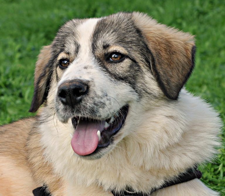 Gale - Vermittlungshund