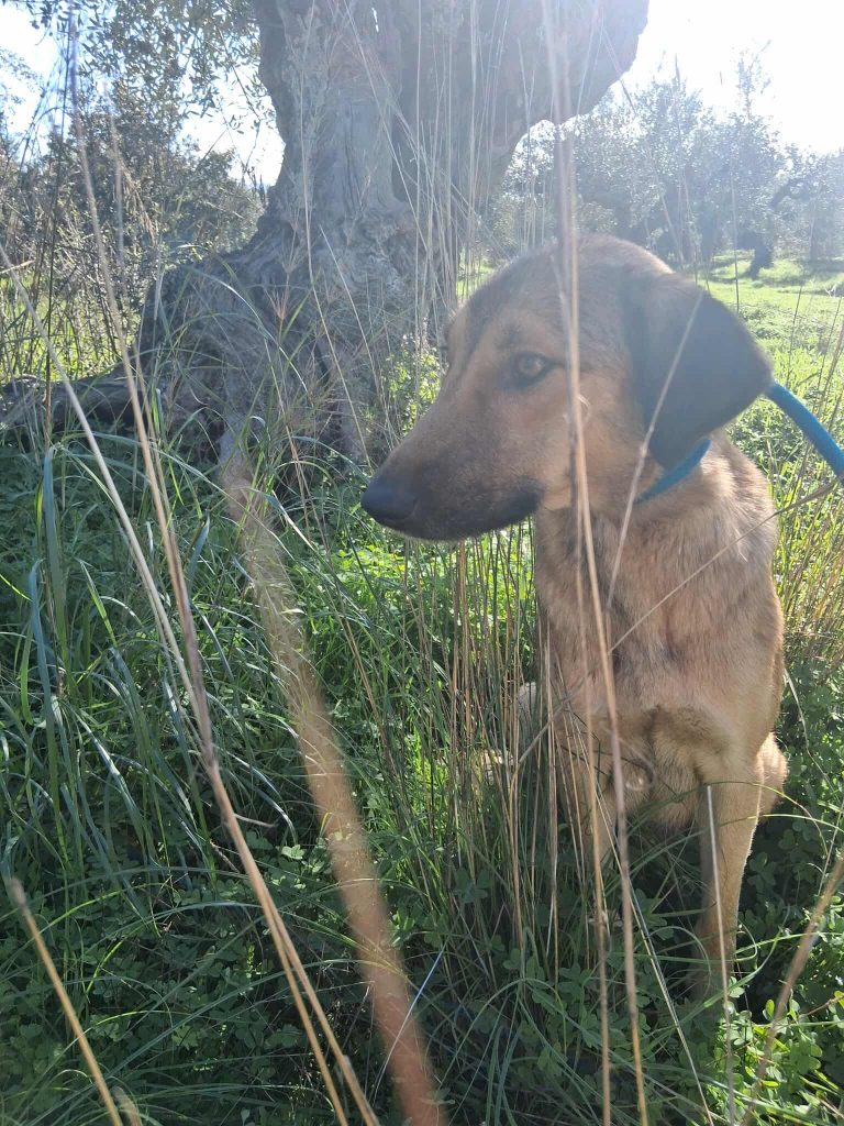 Cindy - Vermittlungshund