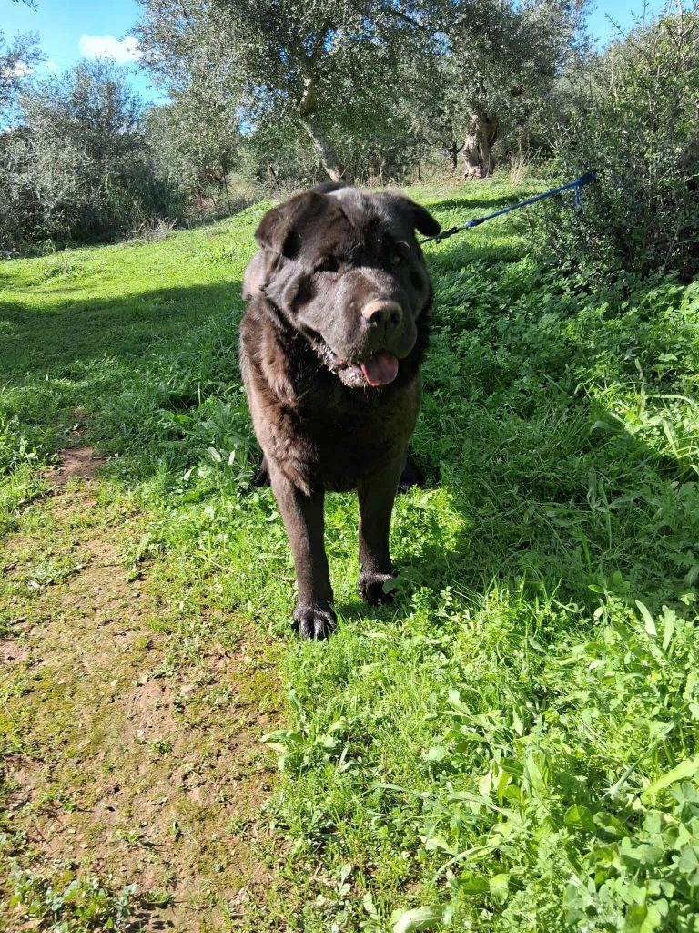 580488111_4121026648043411_705785252909018681_n