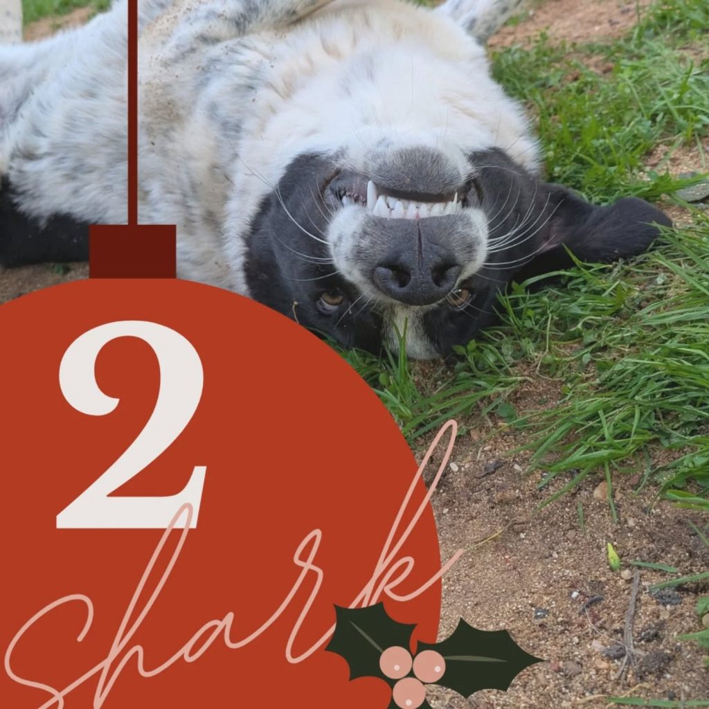 Adventskalender 25 Tür 2 geöffnet