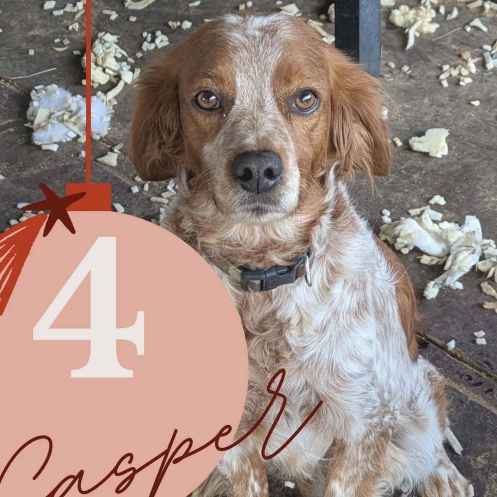 Adventskalender 25 Tür 4 geöffnet