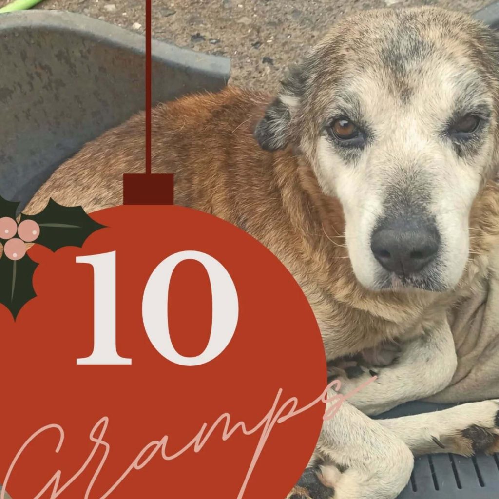 Adventskalender 25 Tür 10 geöffnet