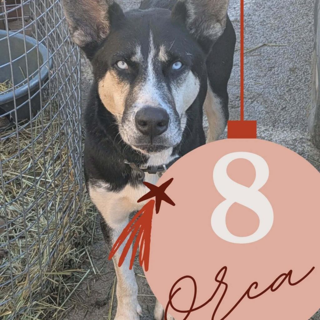 Adventskalender 25 Tür 8 geöffnet