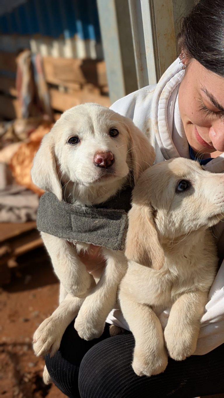 Nika & Nuka - Vermittlungshunde