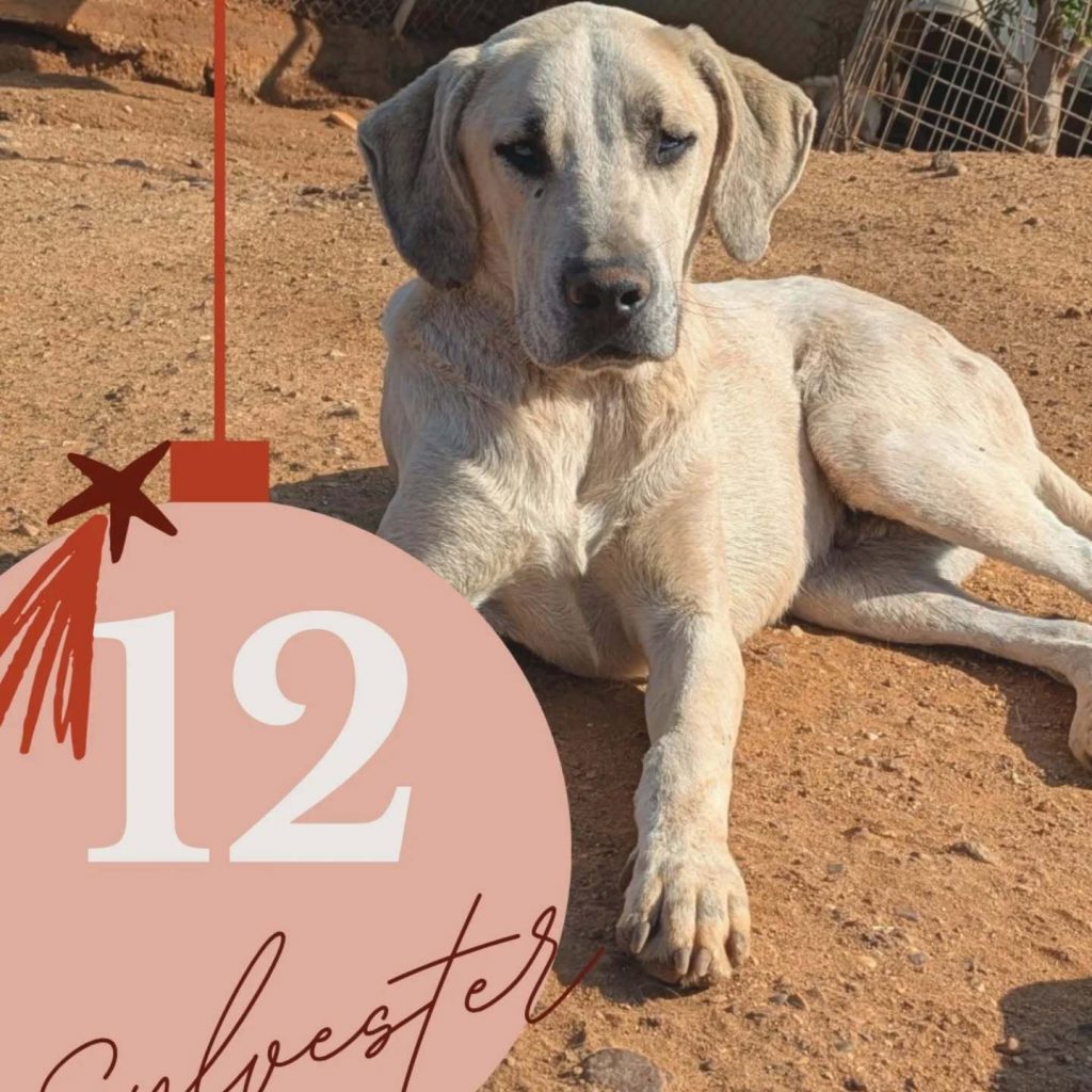 Adventskalender 2025 Türchen 12