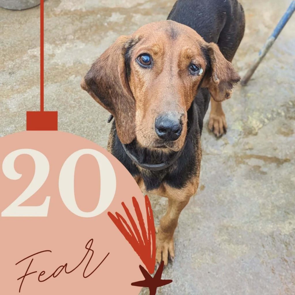 Adventskalender 2025 Türchen 20 geöffnet