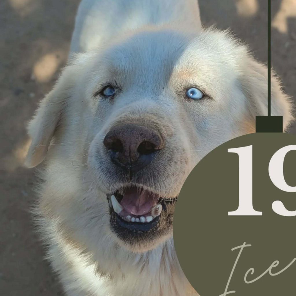 Adventskalender 2025 Türchen 19 geöffnet