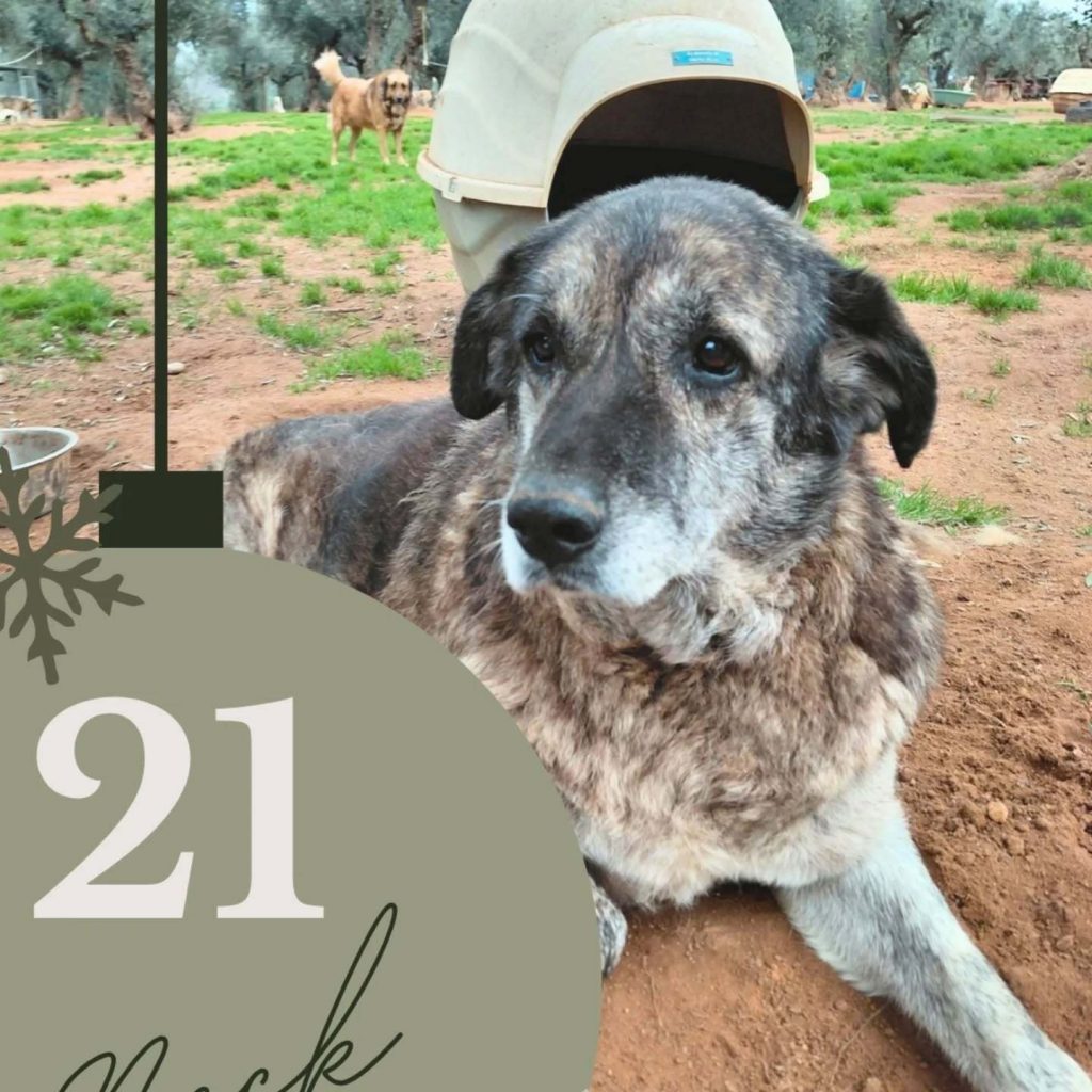 Adventskalender 2025 Türchen 21 geöffnet