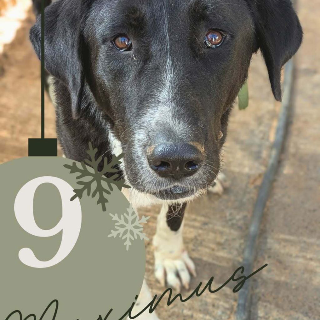 Adventskalender 25 Tür 9 geöffnet