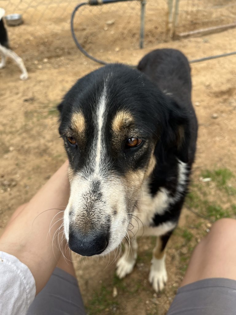 Madona - Vermittlungshund