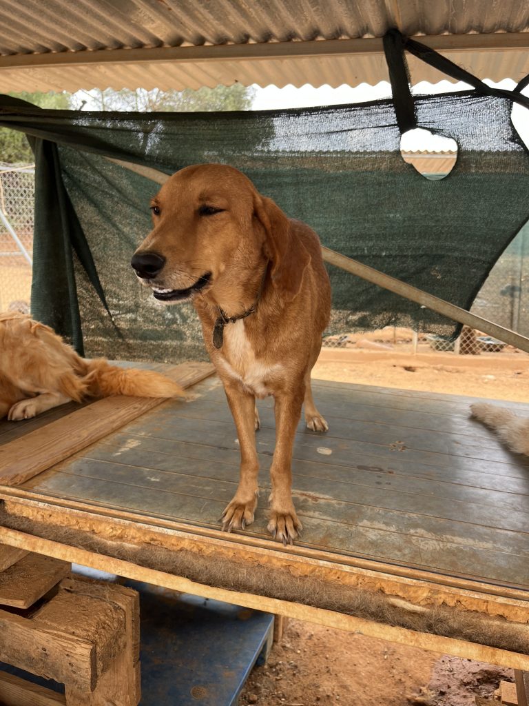 Cake - Vermittlungshund