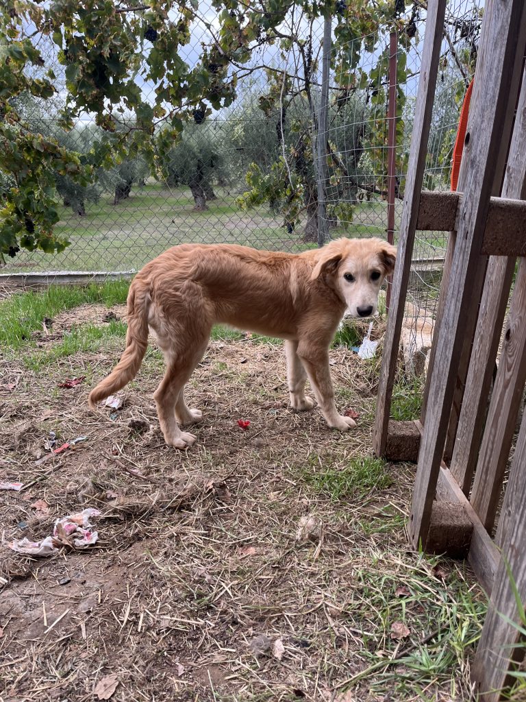 Christy - Vermittlungshund