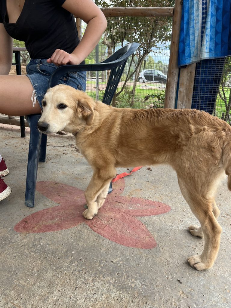 Christy - Vermittlungshund