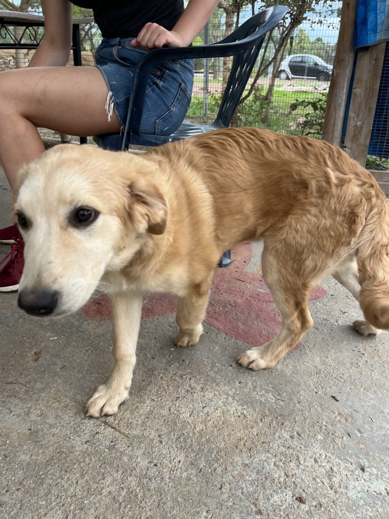 Christy - Vermittlungshund