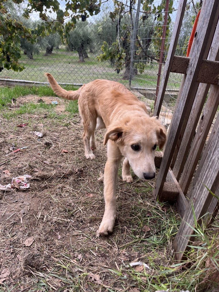 Christy - Vermittlungshund