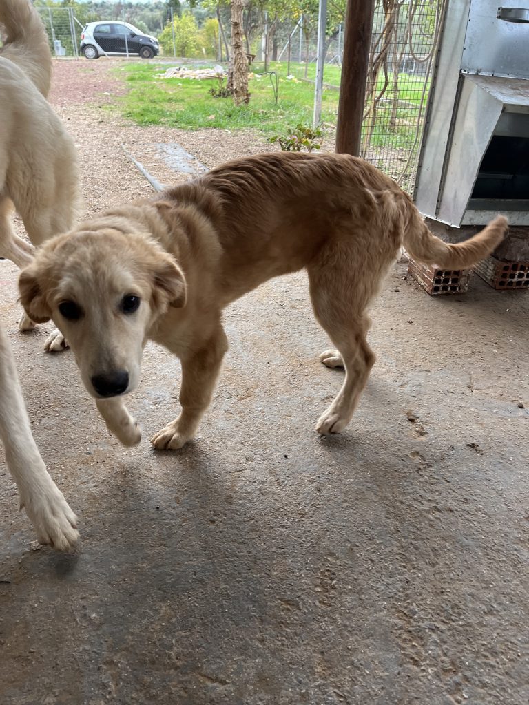 Christy - Vermittlungshund