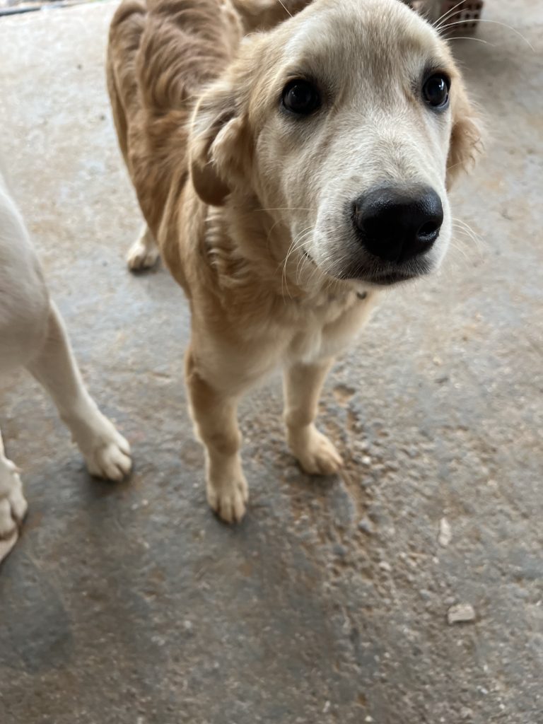 Christy - Vermittlungshund