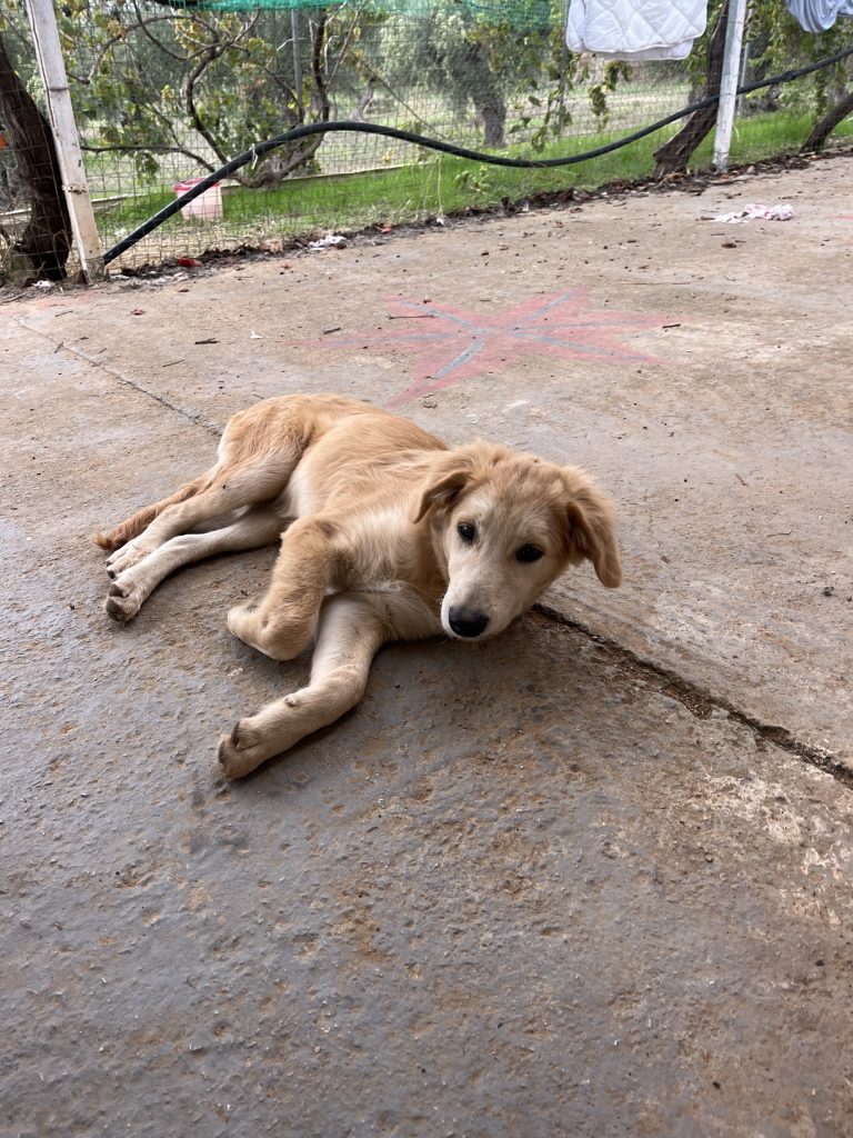 Christy - Vermittlungshund