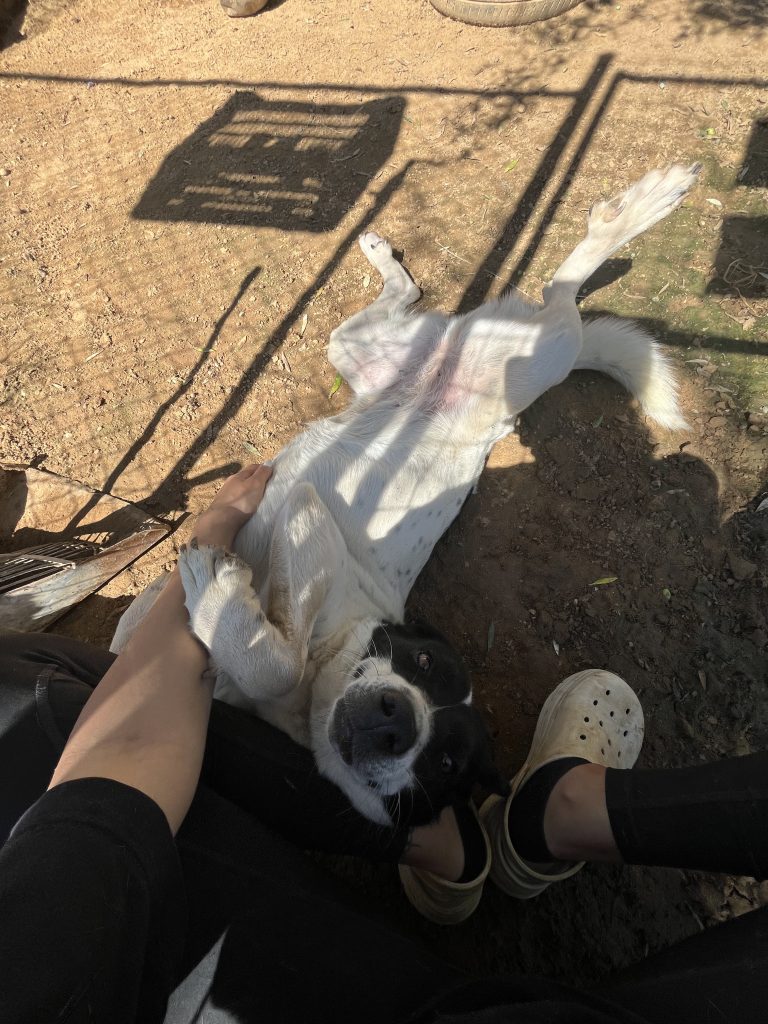 Rena - Vermittlungshund