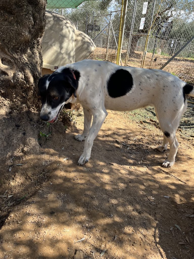 Rena - Vermittlungshund