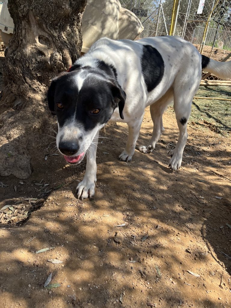 Rena - Vermittlungshund