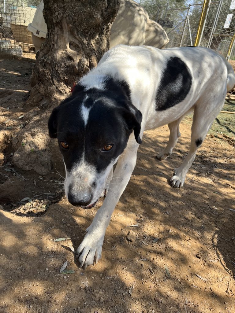 Rena - Vermittlungshund