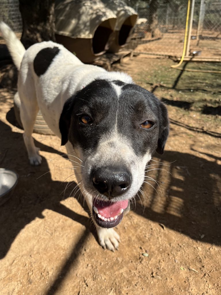 Rena - Vermittlungshund