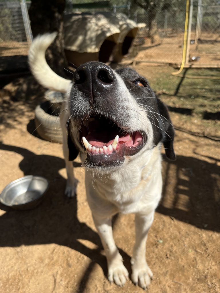 Rena - Vermittlungshund